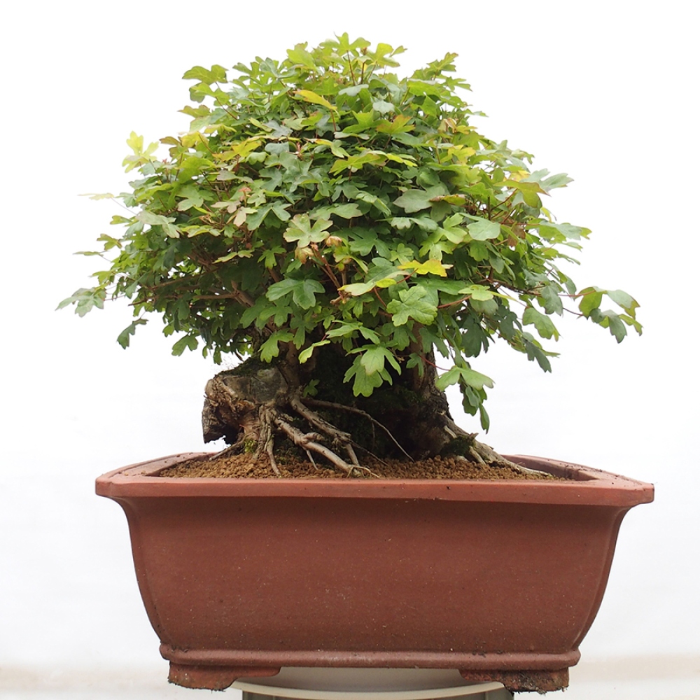 Outdoor bonsai - French Maple - Acer Nonspessulanum