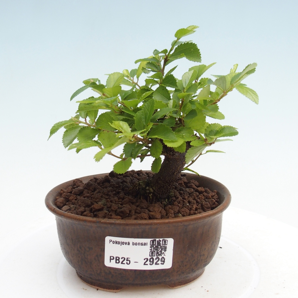 Indoor bonsai - Grewia occidentalis - Lavender star