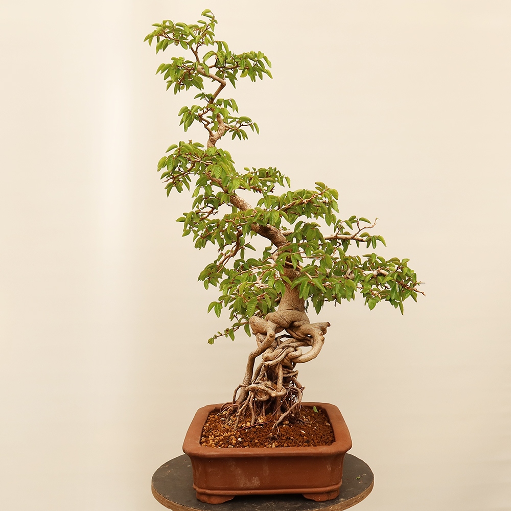 Outdoor bonsai - Carpinus Coreana - Korean hornbeam