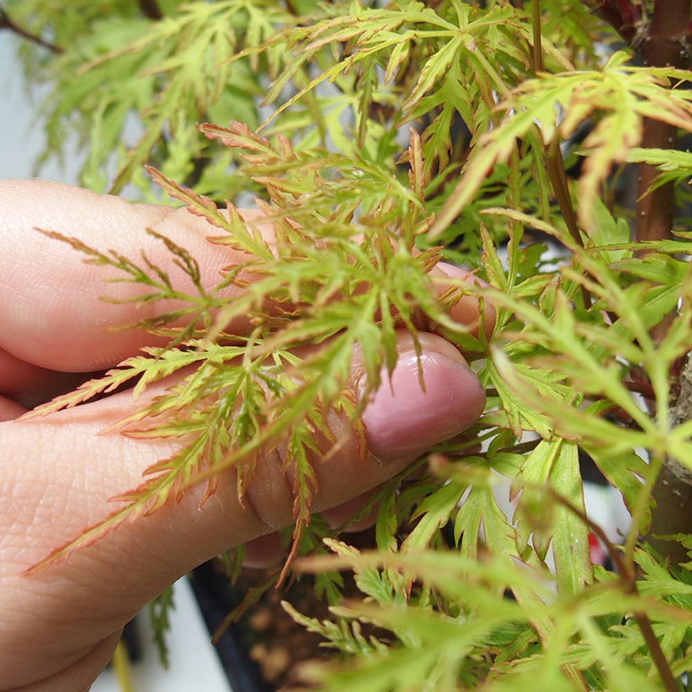 Outdoor bonsai - Acer palmatum Dissectum - Japanese Maple 