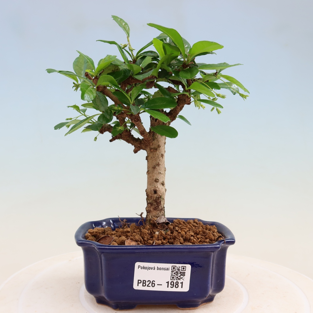 Room bonsai - Carmona macrophylla - Tea fuki
