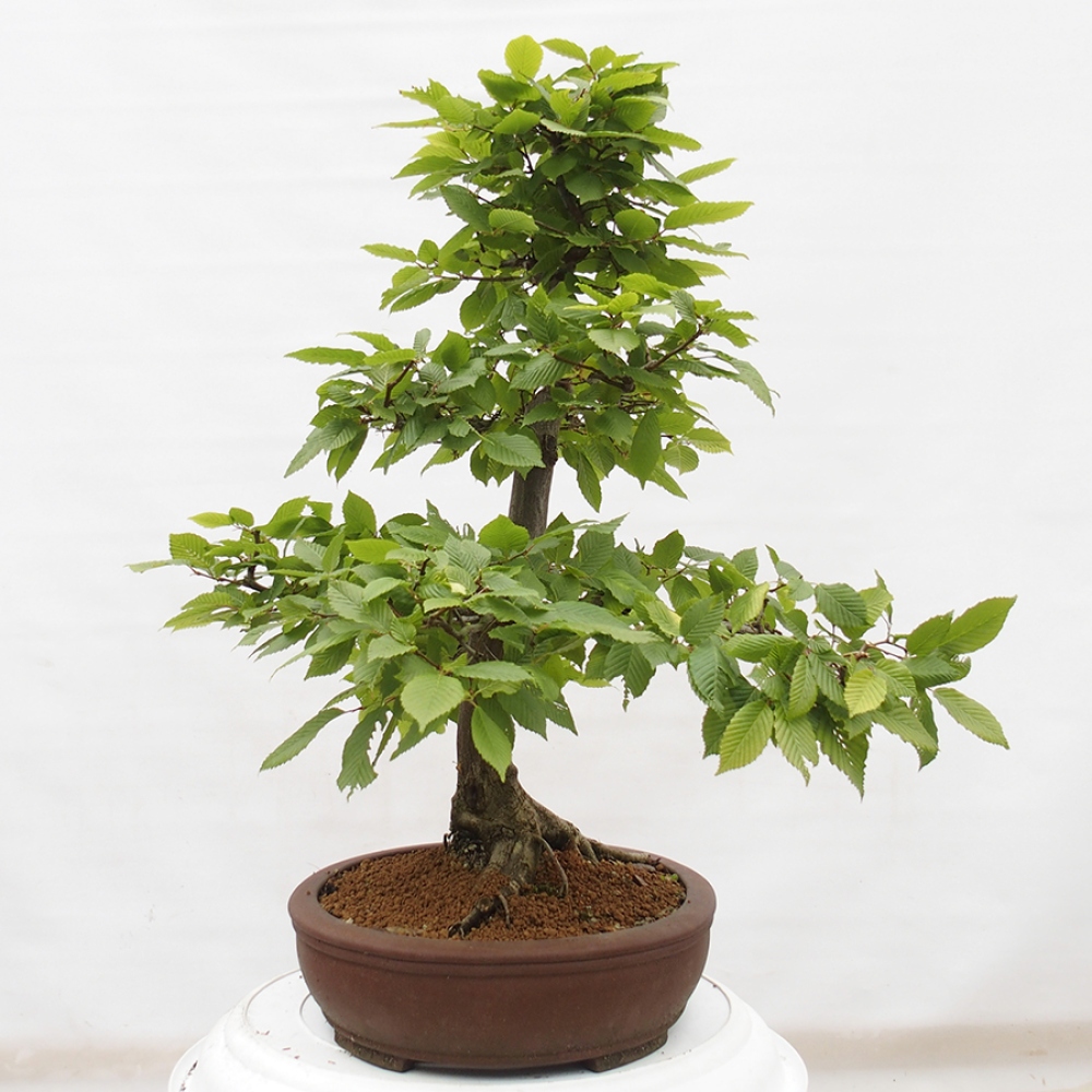 Outdoor bonsai - Hornbeam - Carpinus betulus