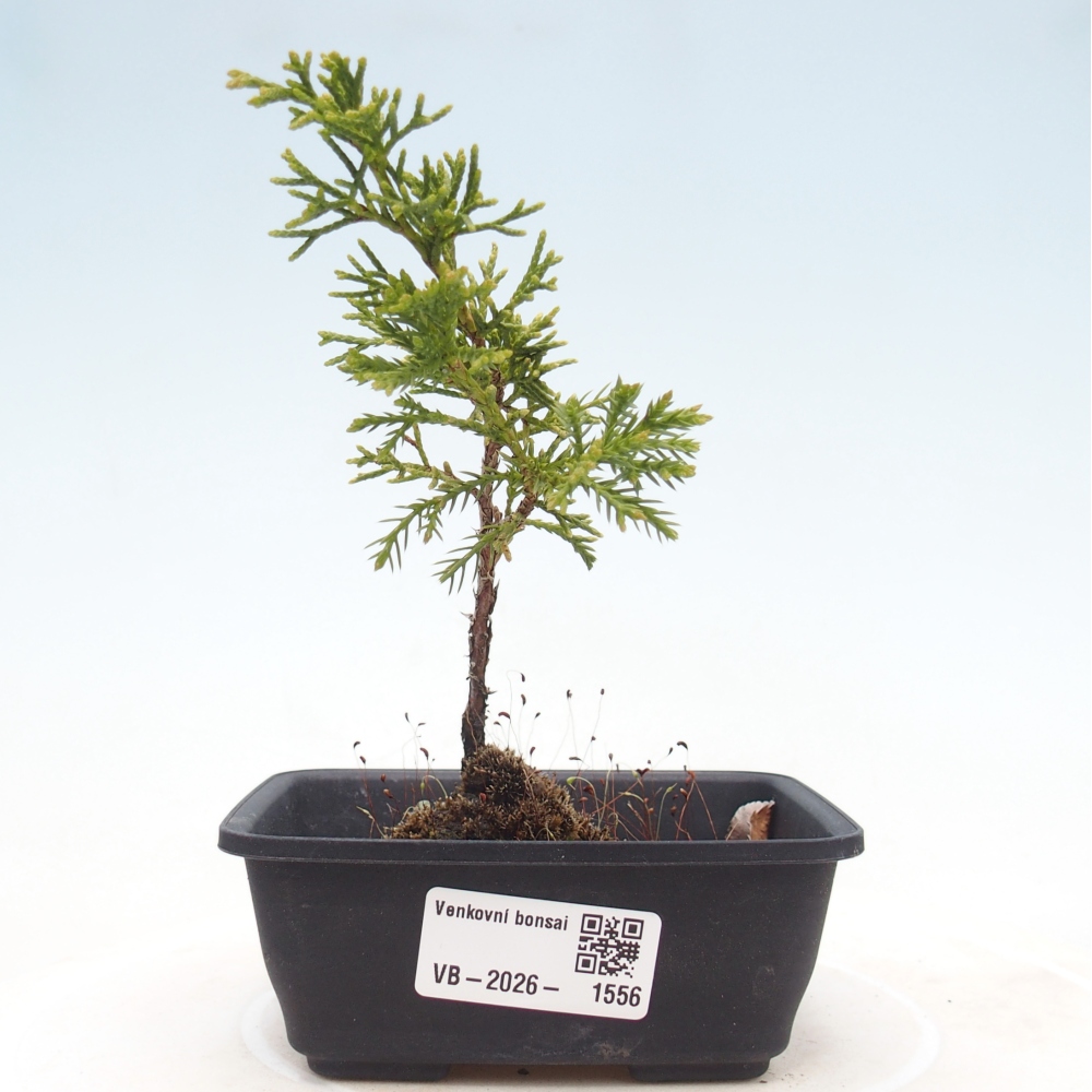 Outdoor bonsai - Juniperus chinensis Itoigawa
