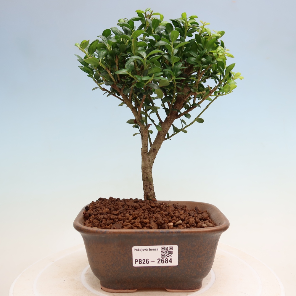 Room bonsai - Ilex crenata - Holly