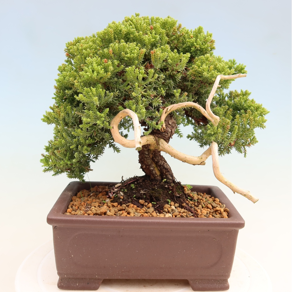Outdoor Bonsai - Juniperus procumbens - Creeping Juniper
