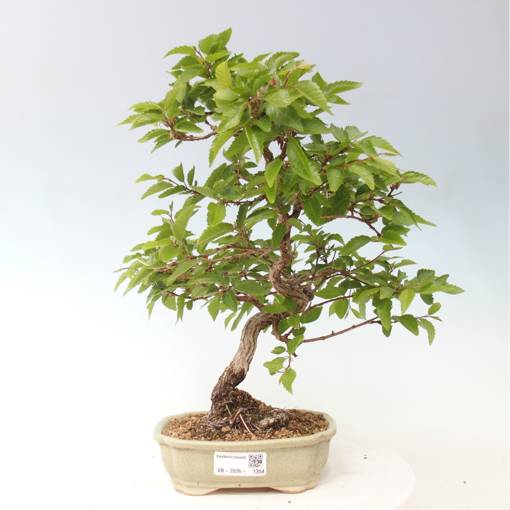 Outdoor bonsai -Carpinus CARPINOIDES - Korean Hornbeam