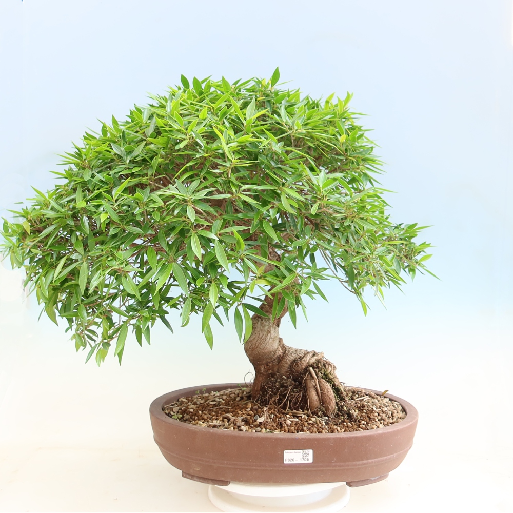 Room bonsai - Ficus nerifolia - small-leaved ficus