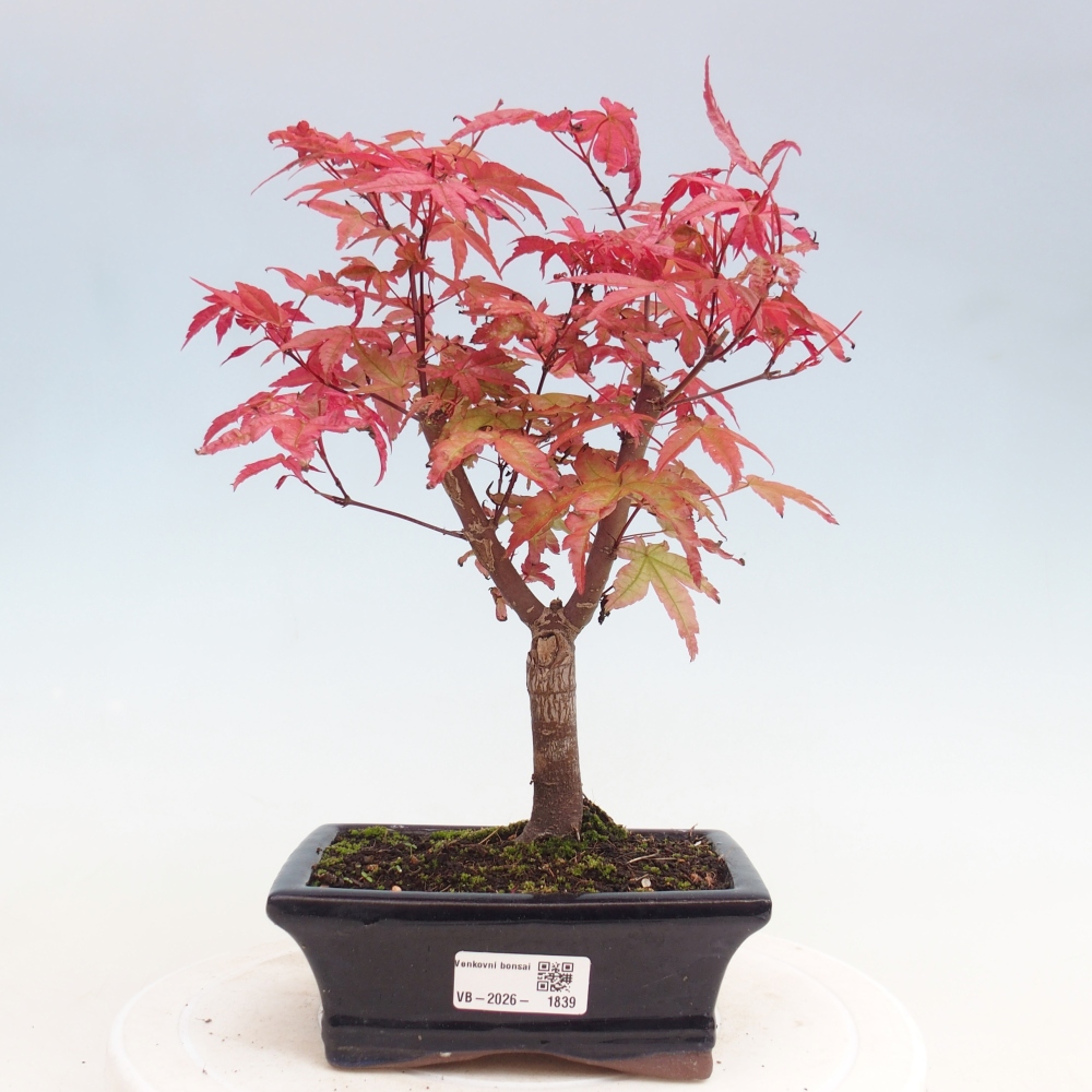Outdoor bonsai - Acer palmatum DESHOJO