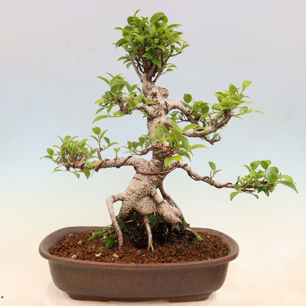 Room bonsai - Ficus kimmen - small-leaved ficus