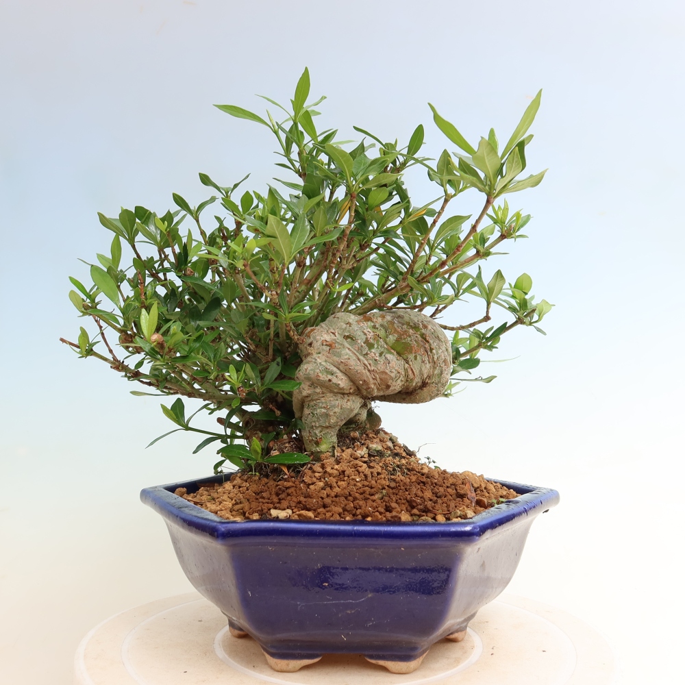 Indoor Bonsai - Gardenia jasminoides - Gardenia