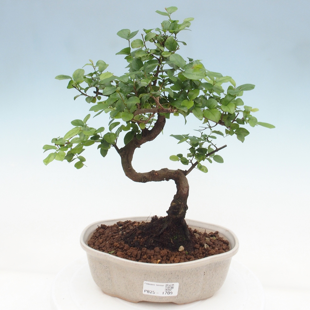 Indoor bonsai - Sagerécie thea - Sagerécie thea