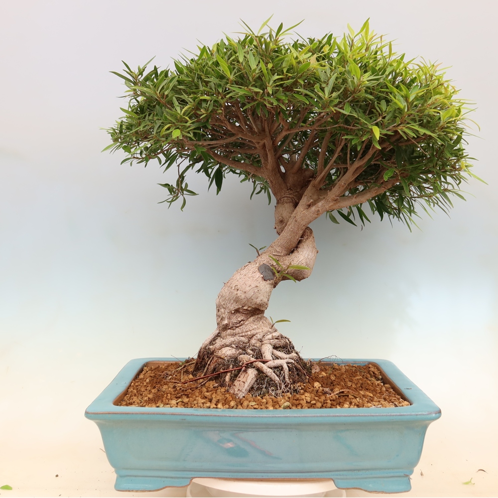 Room bonsai - Ficus nerifolia - small-leaved ficus