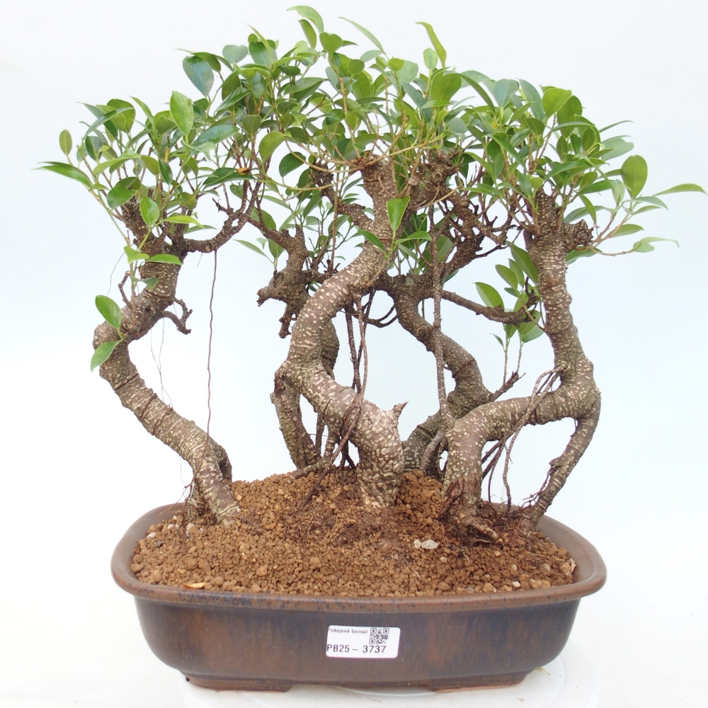 Room bonsai - Ficus kimmen - small-leaved ficus