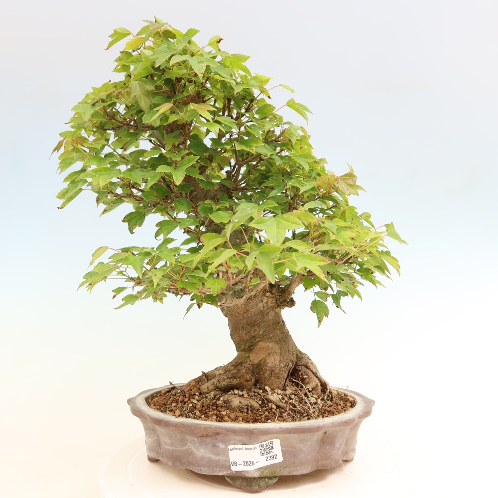 Outdoor bonsai - Maple Burger - Acer Burgerianum