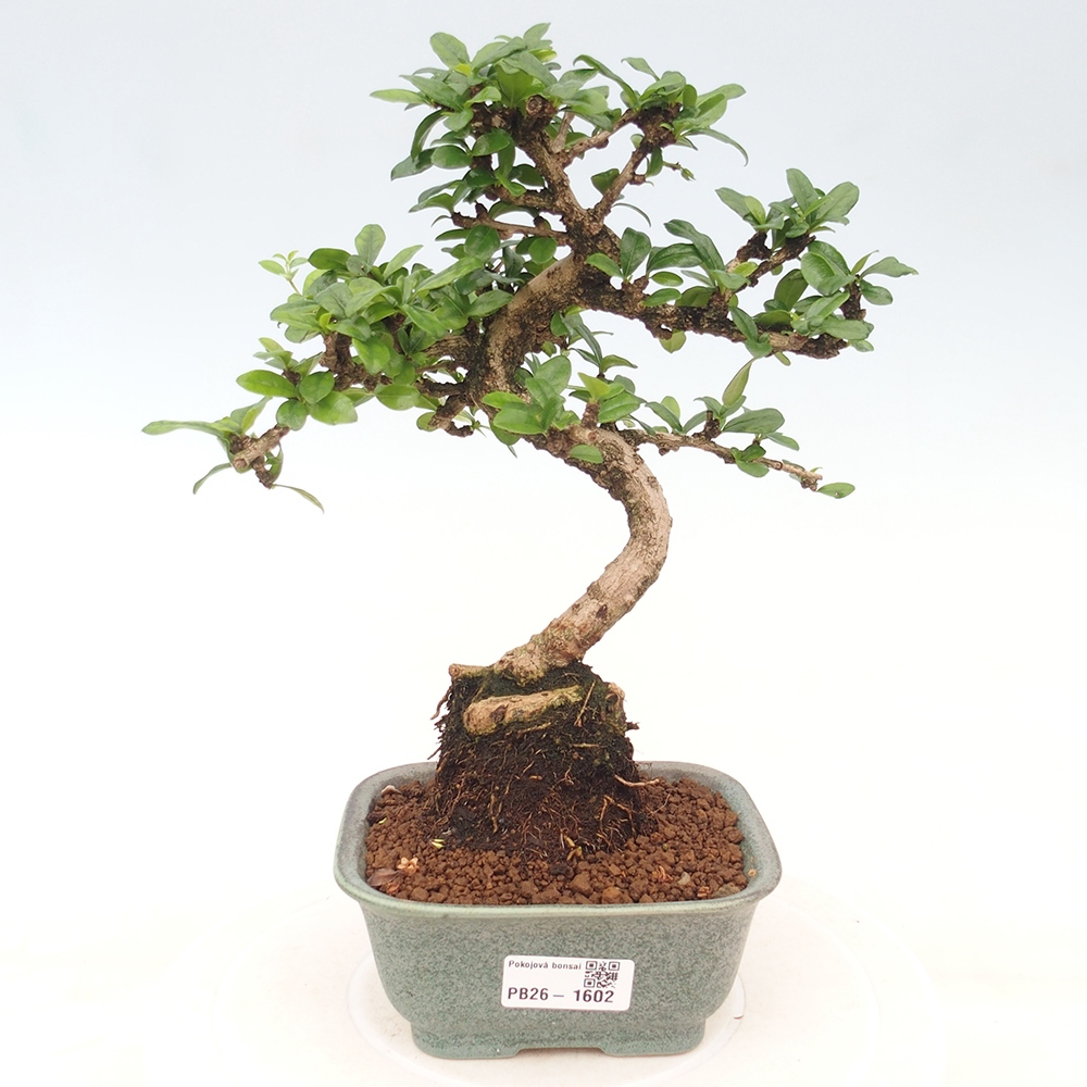 Room bonsai - Carmona macrophylla - Tea fuki