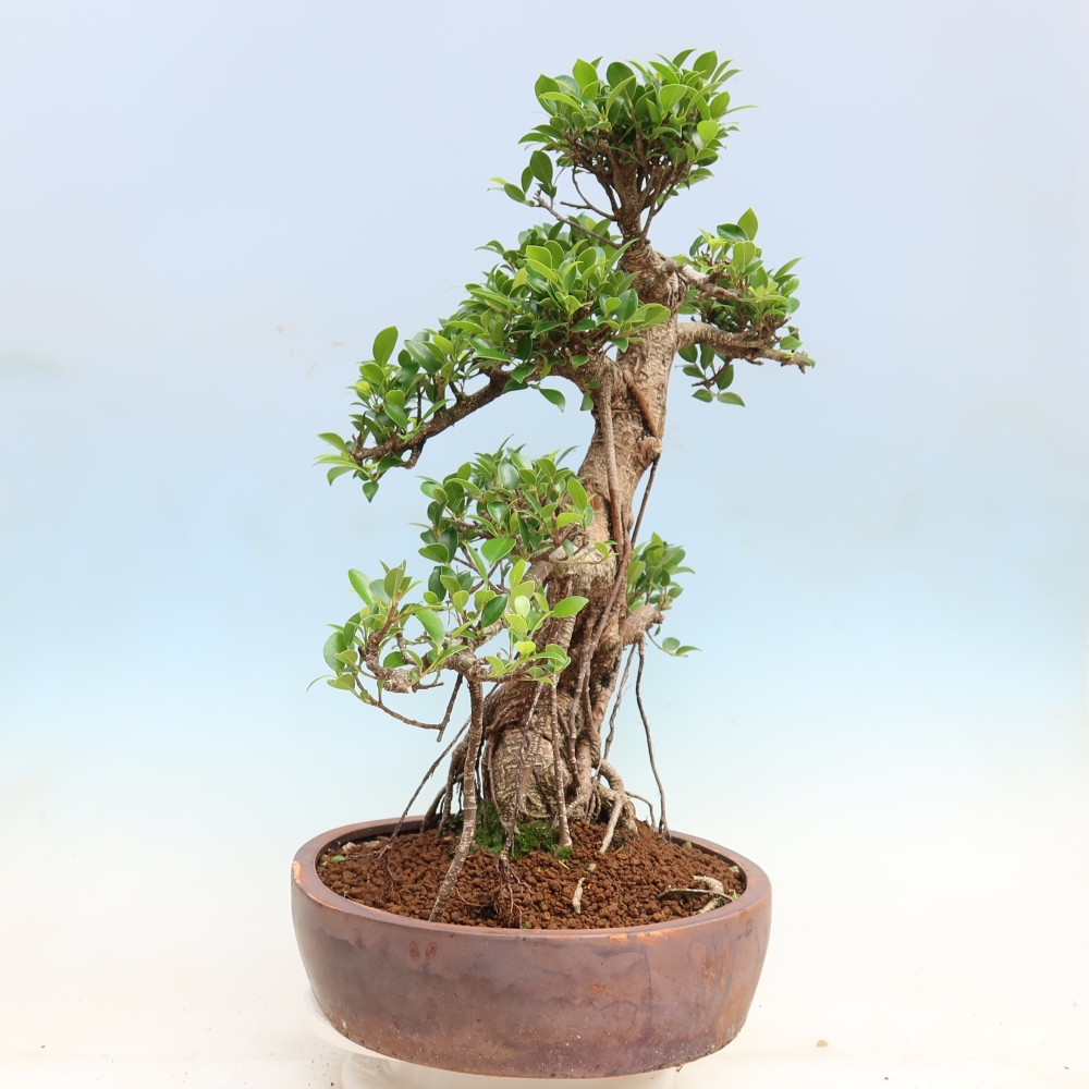 Room bonsai - Ficus kimmen - small-leaved ficus