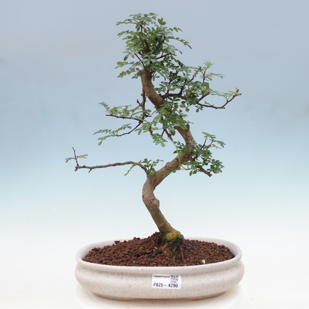Room bonsai - Zantoxylum piperitum - pepper tree