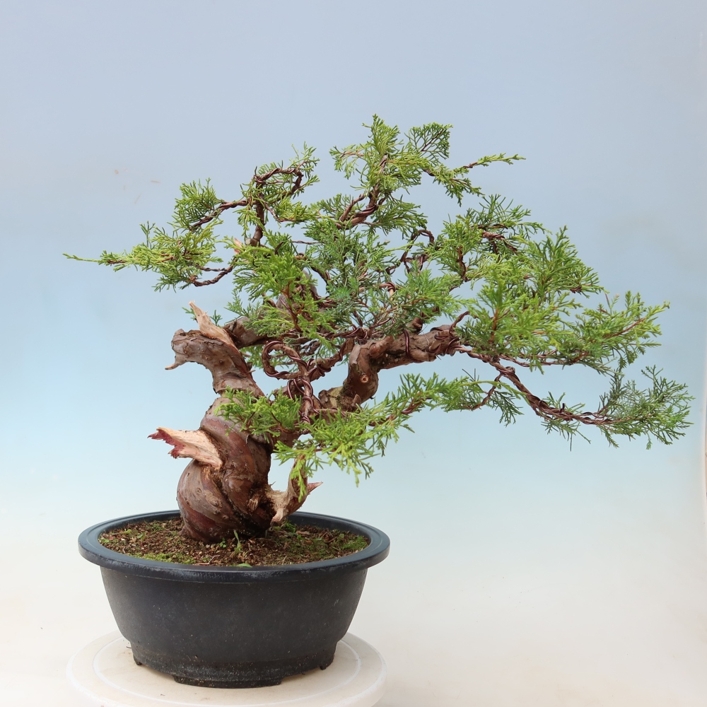 Outdoor Bonsai - Juniperus chinensis Itoigawa - Chinese Juniper