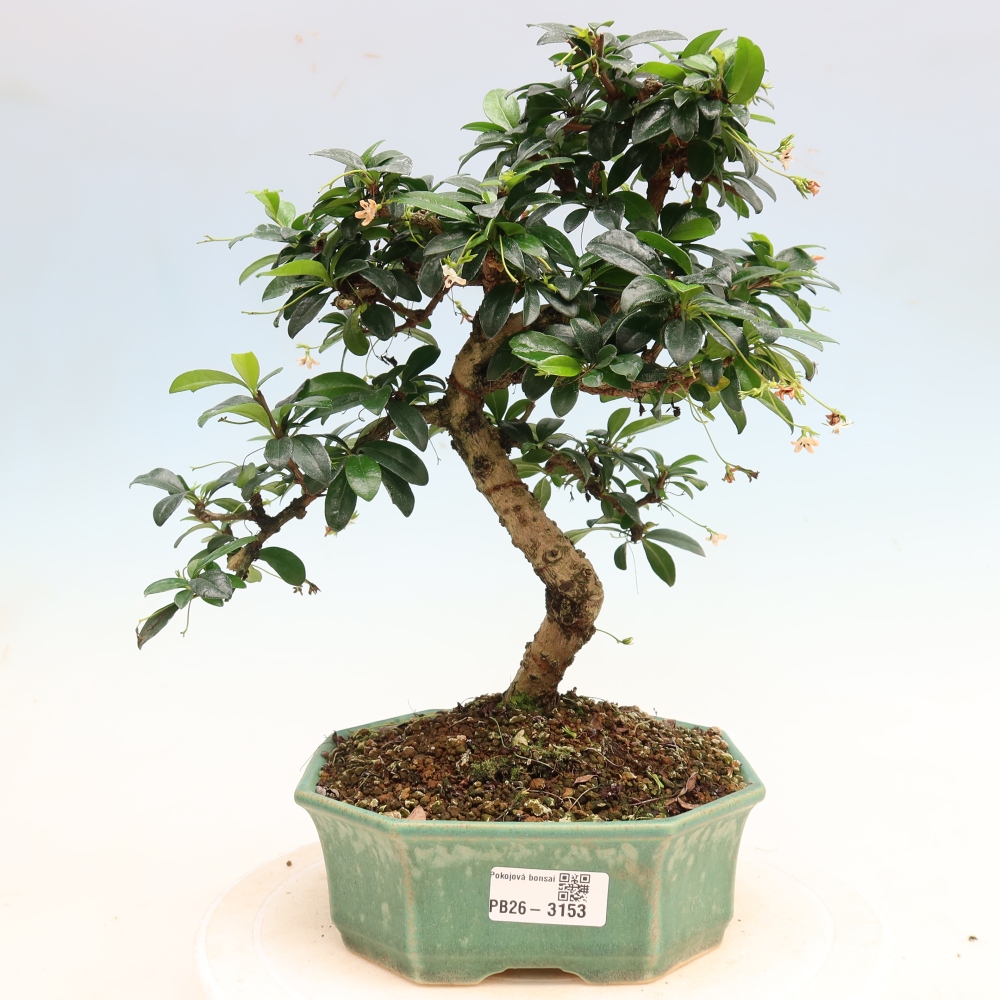 Room bonsai - Carmona macrophylla - Tea fuki