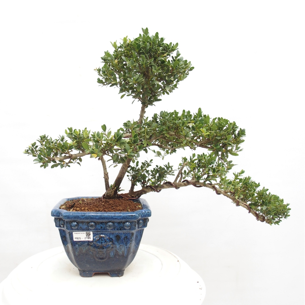Indoor bonsai - Ilex crenata - Holly