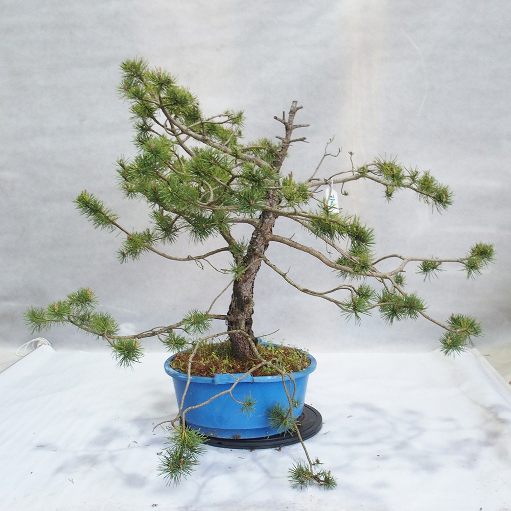 Yamadori - Pinus sylvestris 