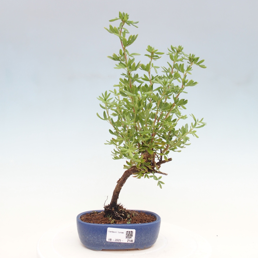 Outdoor bonsai-Cinquefoil - Potentila fruticosa yellow Bird