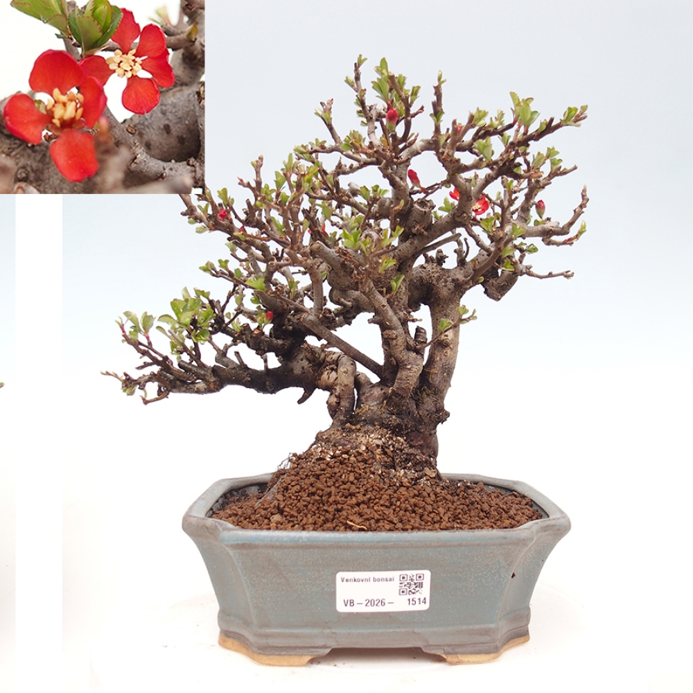 Outdoor bonsai - Chaneomeles speciosa - Quince