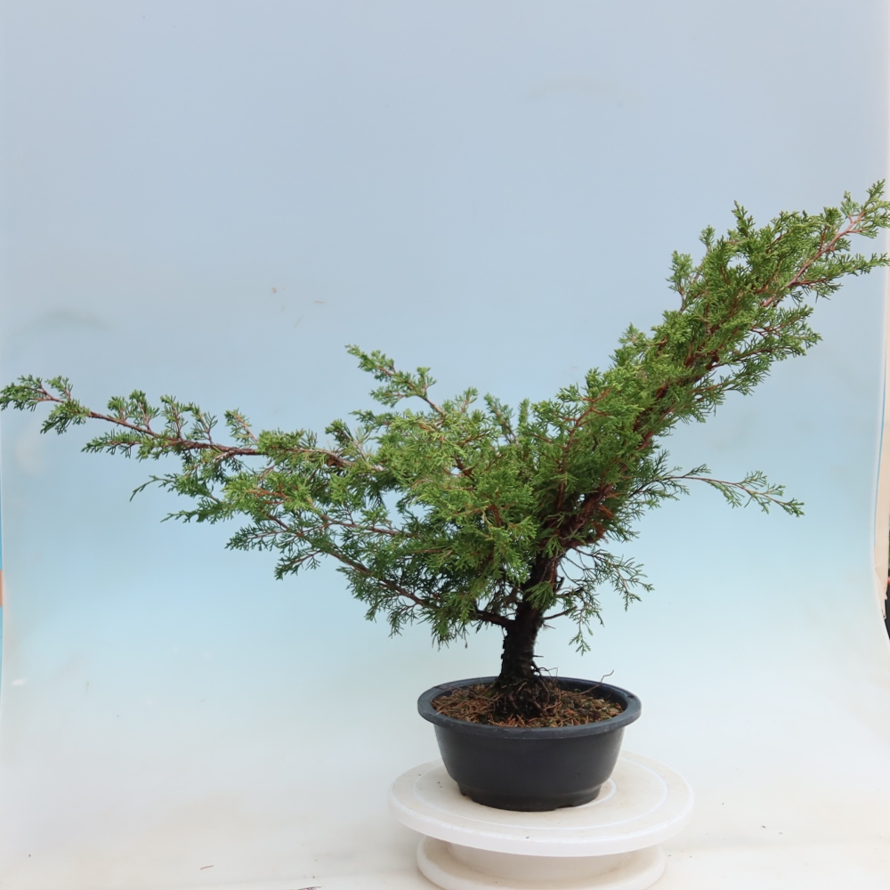 Outdoor Bonsai - Juniperus chinensis Itoigawa - Chinese Juniper