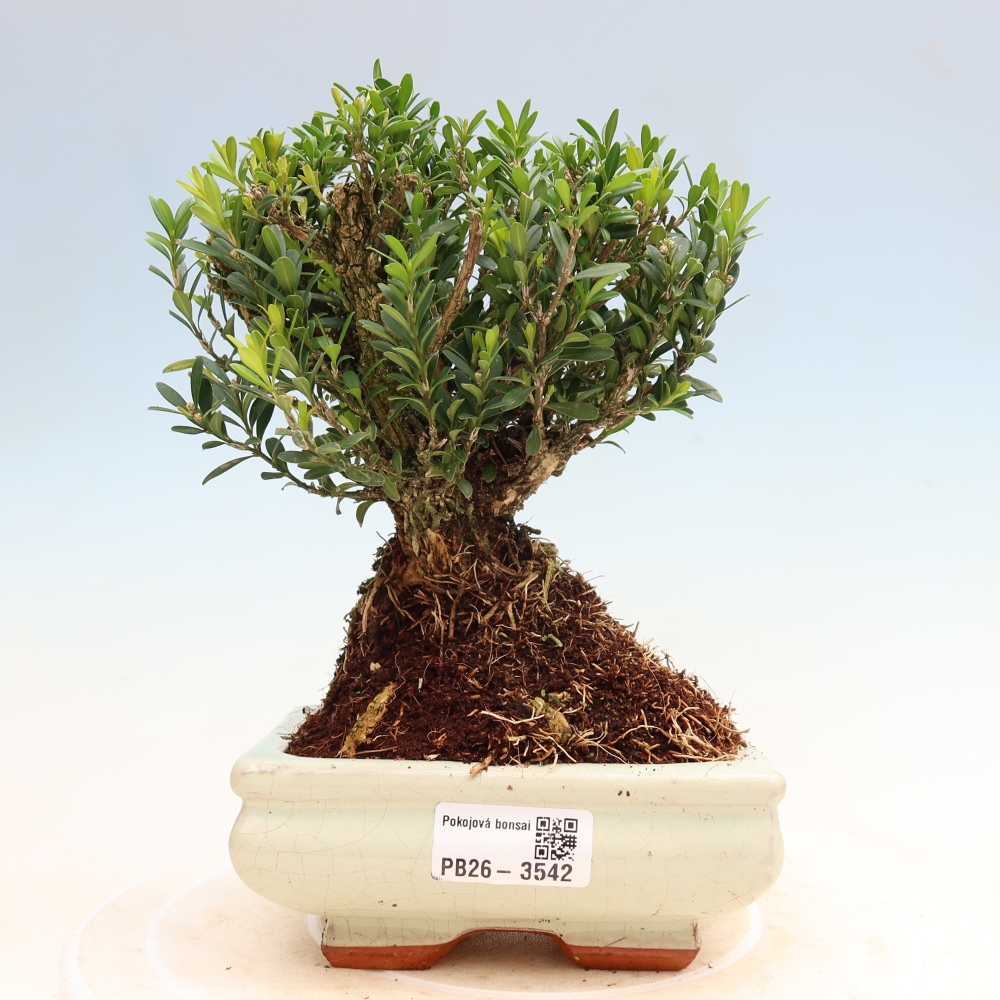 Room bonsai - Buxus harlandii - cork buxus