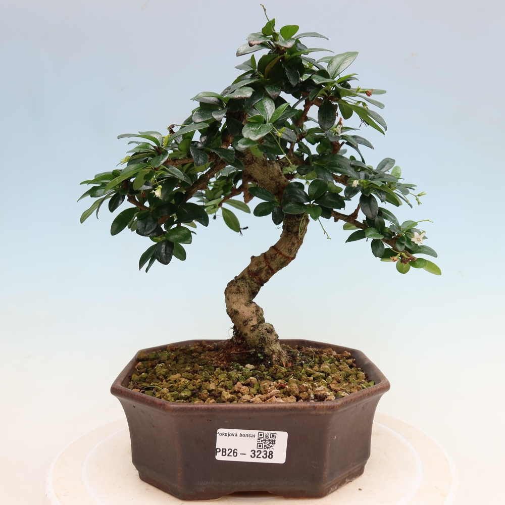 Room bonsai - Carmona macrophylla - Tea fuki