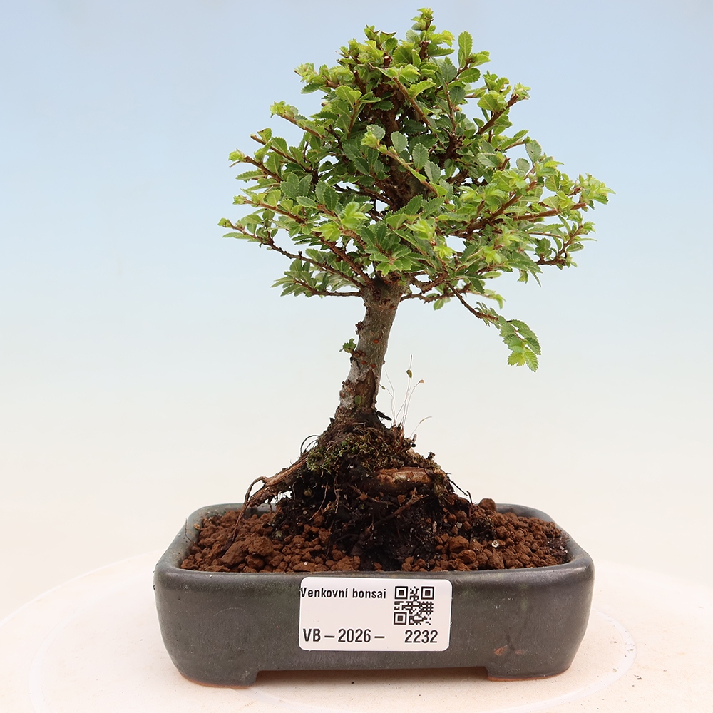 Outdoor Bonsai - Ulmus parvifolia 'Sagei' - Small-leaved Elm