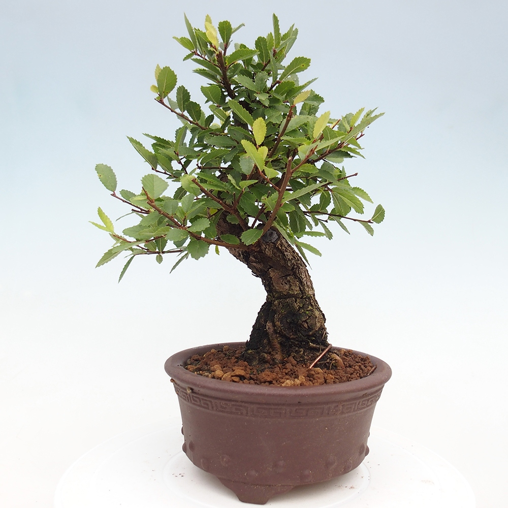 Outdoor bonsai - Zelkova - Zelkova serrata