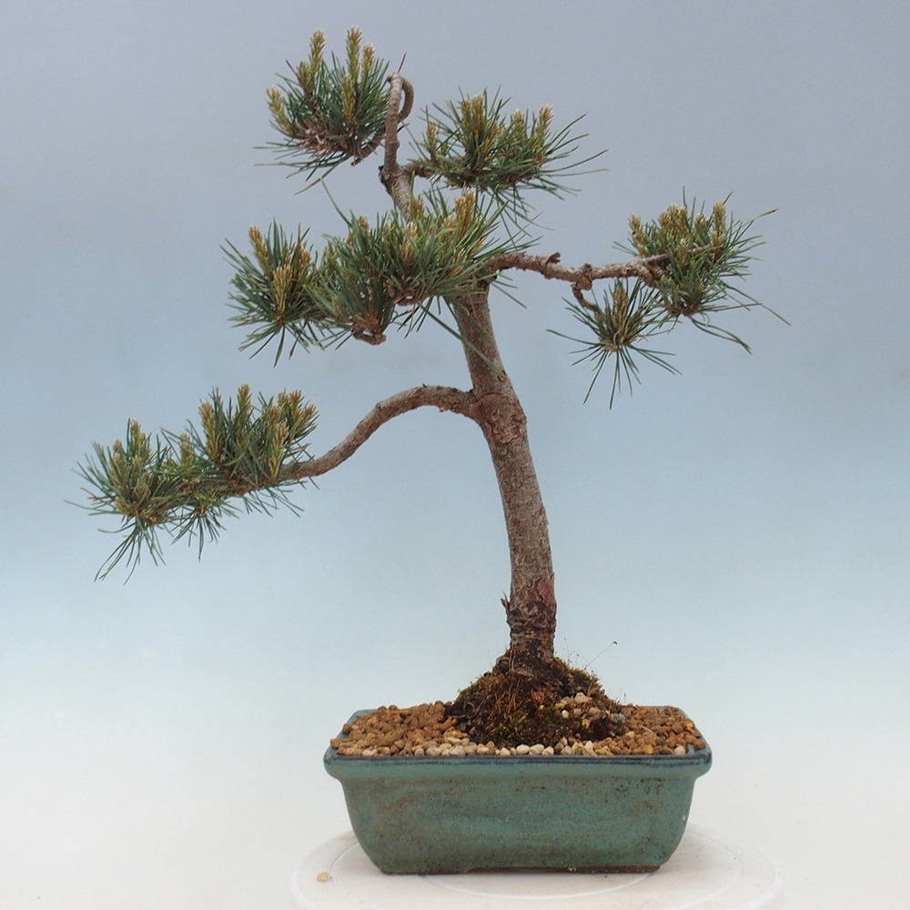 Outdoor bonsai - Pinus Sylvestris - Scots pine