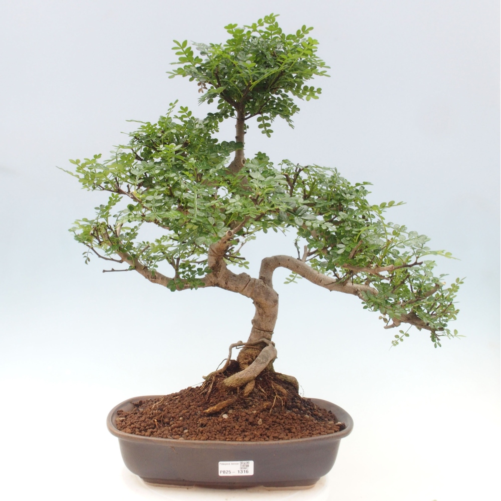 Indoor bonsai - Zantoxylum piperitum - Peppermint