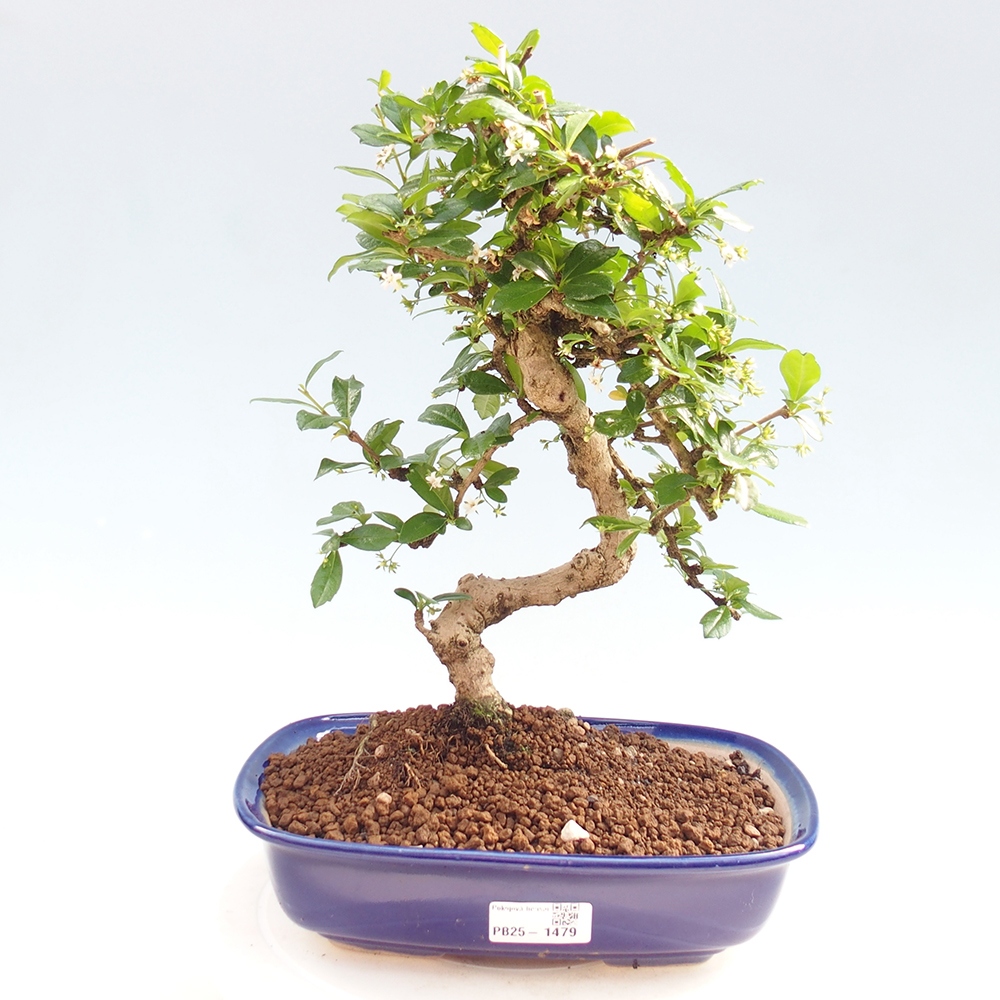 Room bonsai - Carmona macrophylla - Tea fuki
