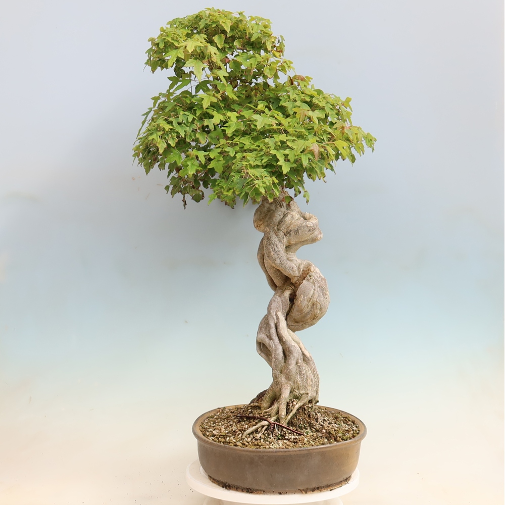 Outdoor bonsai - Acer Buergerianum - Burger Maple