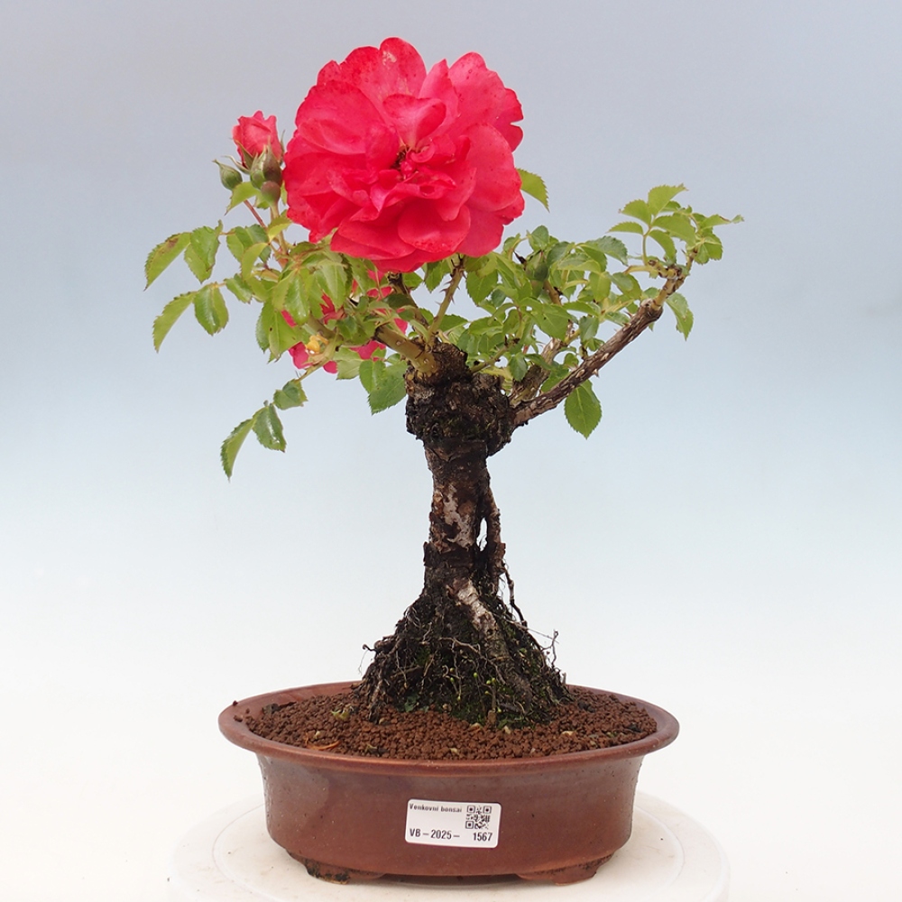 Outdoor bonsai - Rosa Kordes -  rose