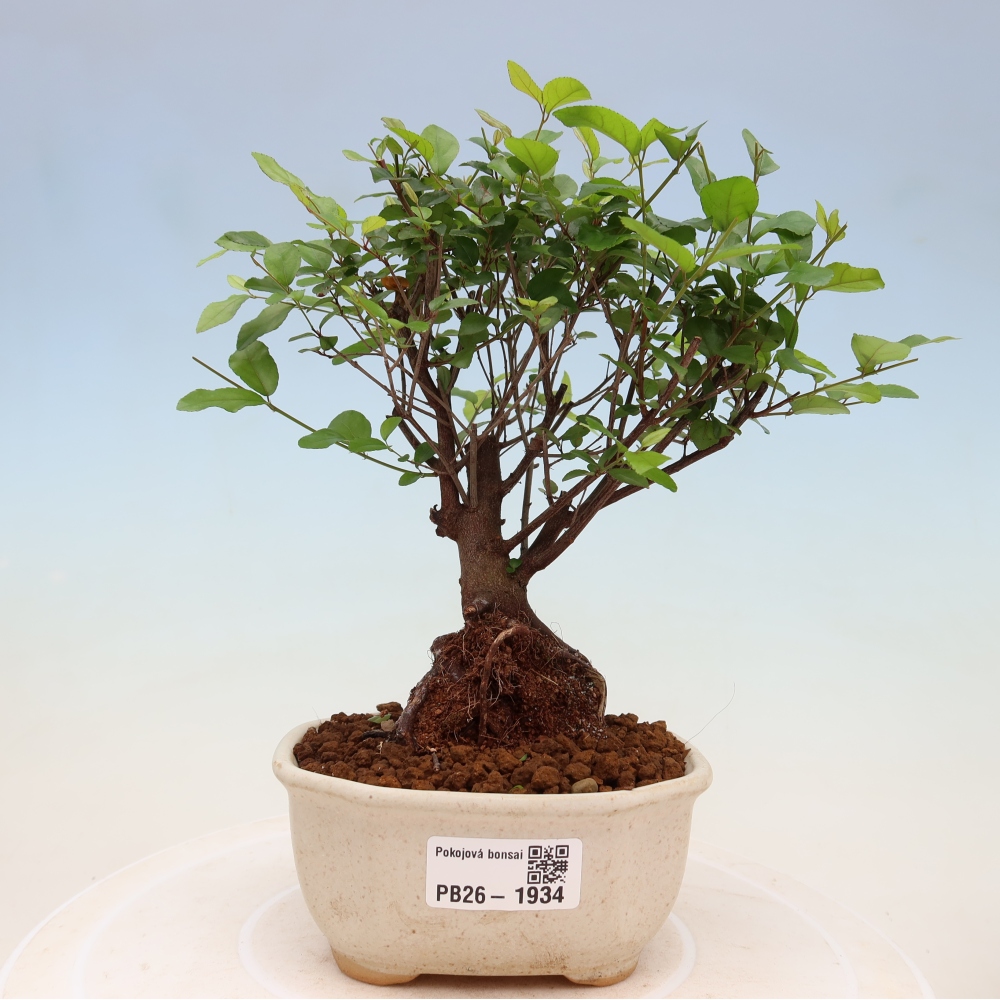 Room bonsai - Sageretia thea - Sageretia thea