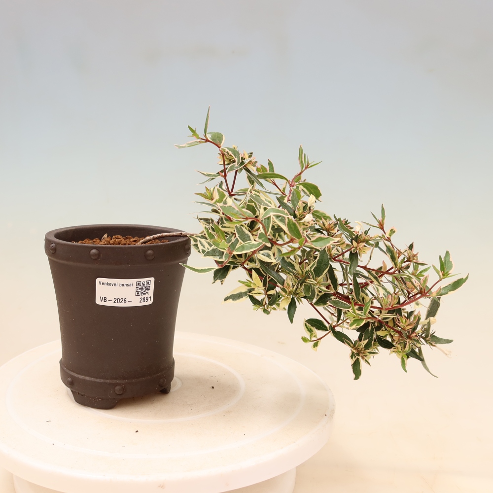 Outdoor Bonsai - Abelia gr. Confetti - Large-flowered Abelia
