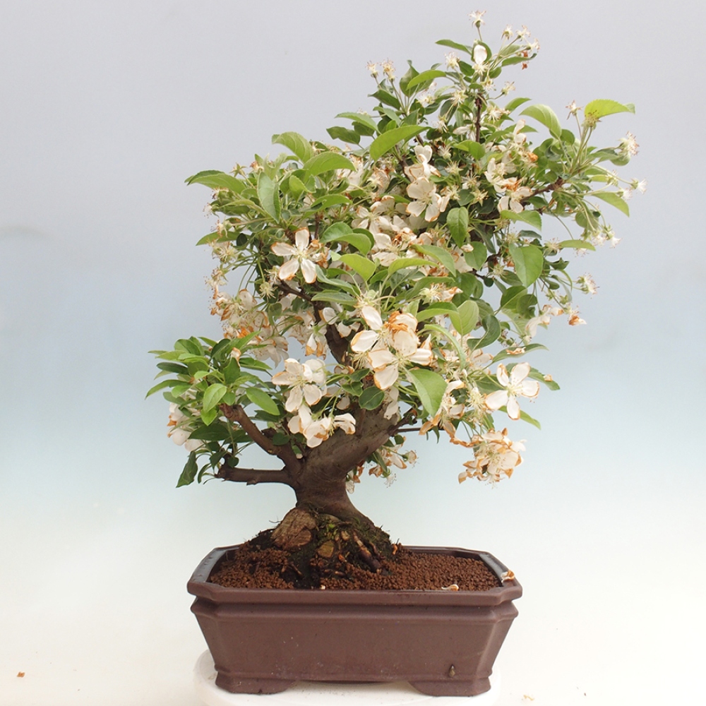 Outdoor bonsai - Malus halliana - Small-fruited apple tree