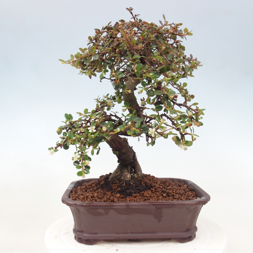 Outdoor bonsai-Cotoneaster dammeri - Damer's Rock