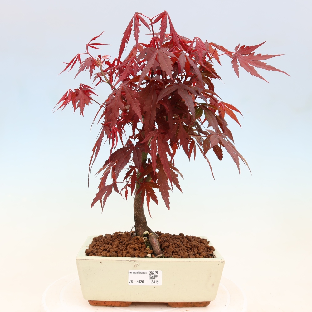 Outdoor bonsai - Acer palm. Atropurpureum-Javor palmate