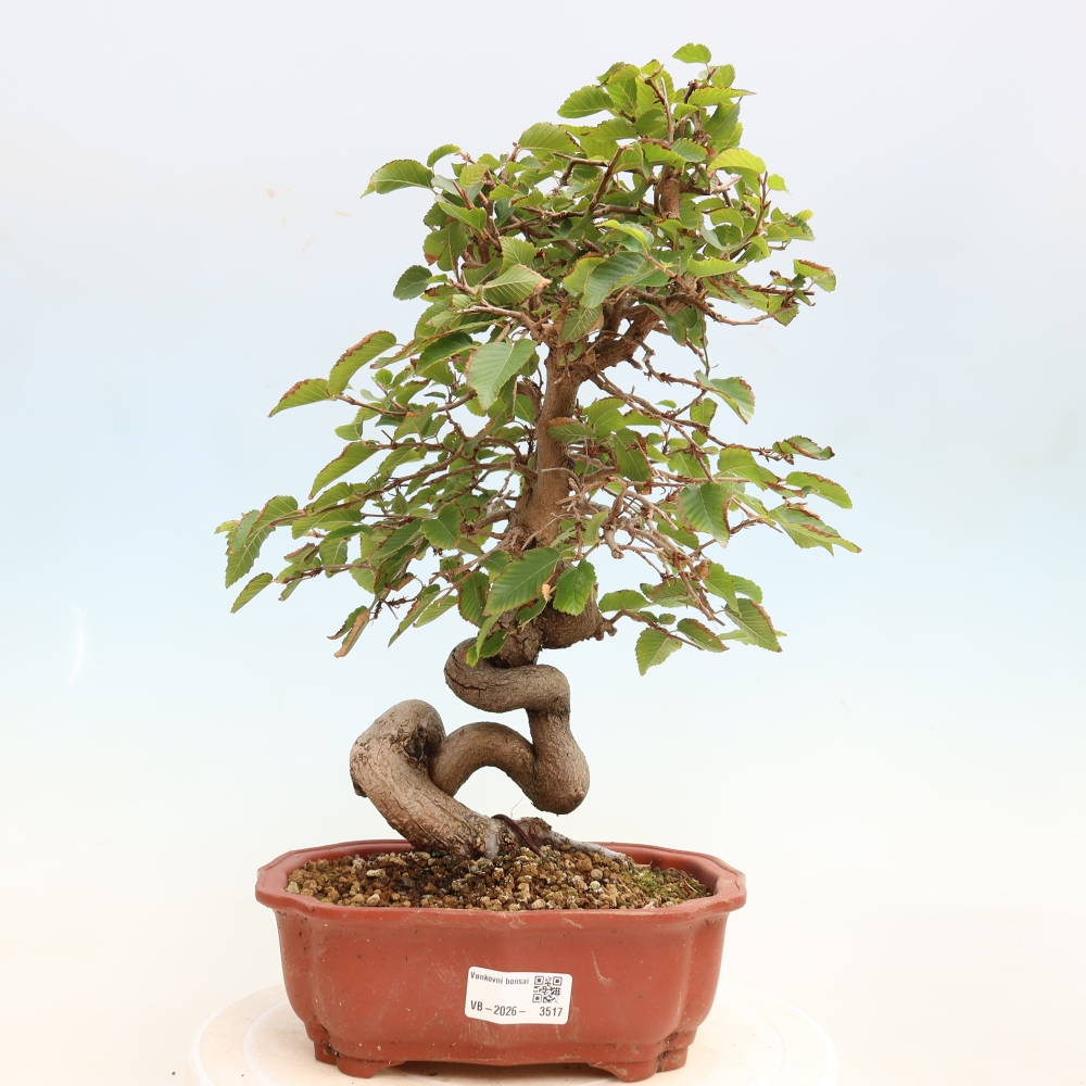 Outdoor bonsai -Carpinus CARPINOIDES - Korean Hornbeam