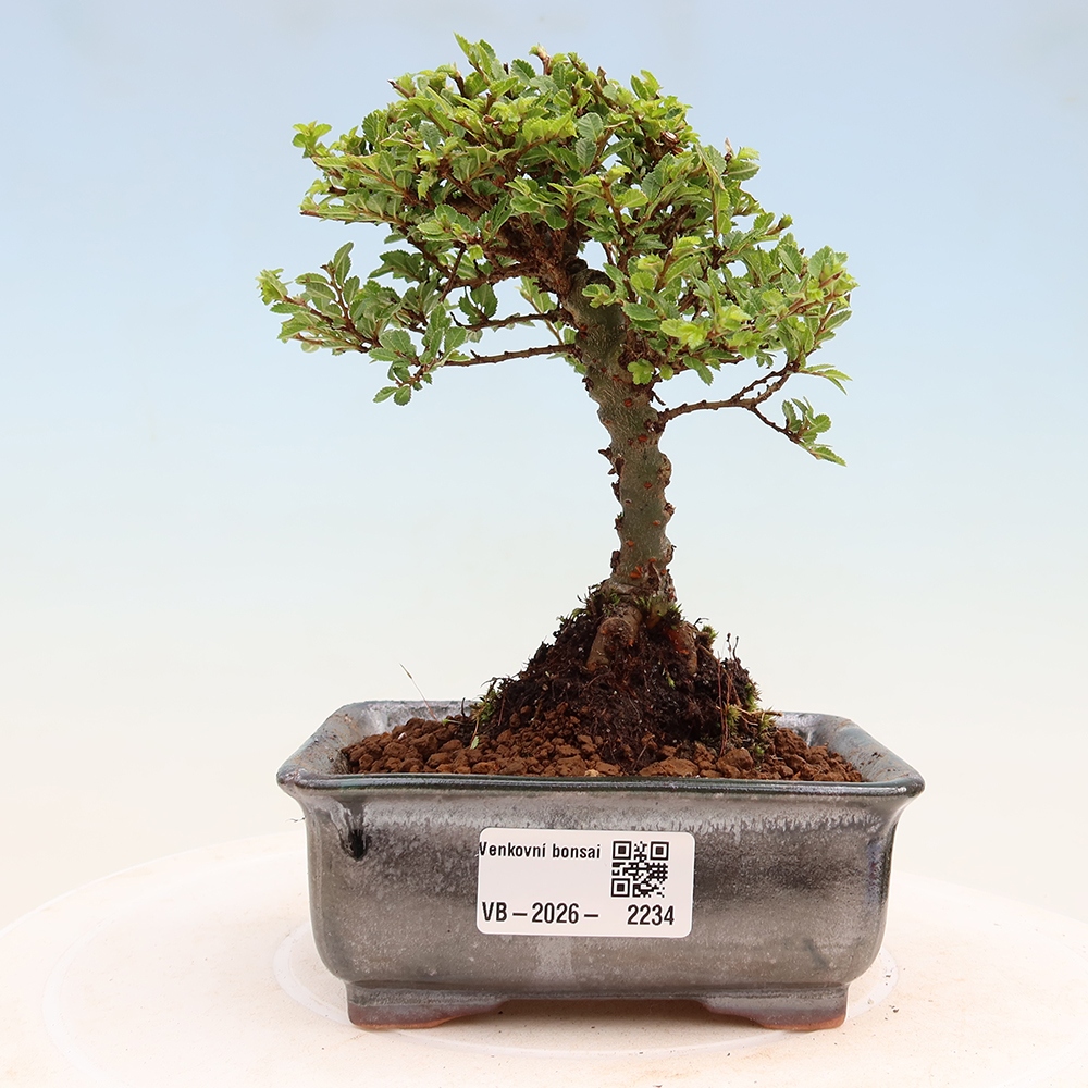 Outdoor Bonsai - Ulmus parvifolia 'Sagei' - Small-leaved Elm