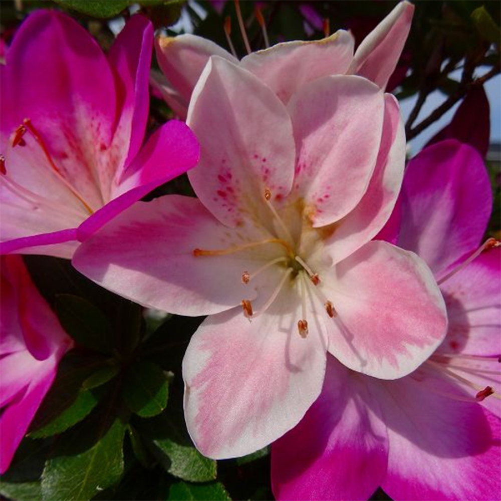 Outdoor bonsai - Japanese Azalea - Azalea Yoko