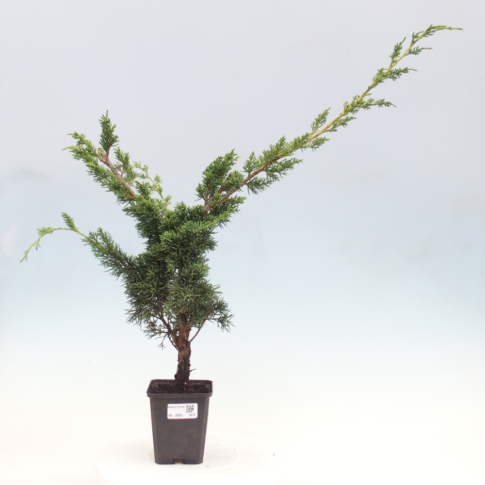 Outdoor bonsai - Juniperus chinensis Kishu