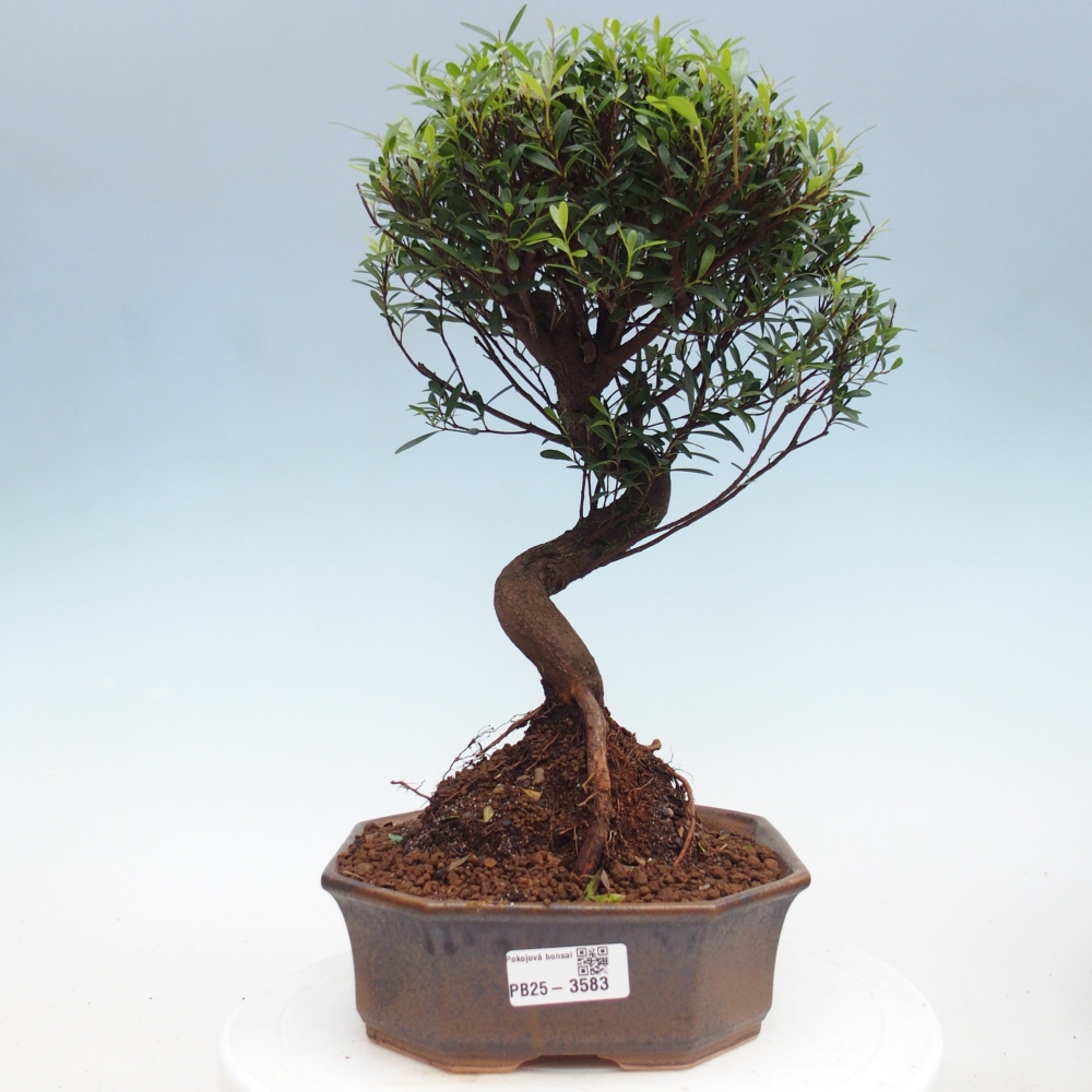 Room bonsai - Syzygium - Pimento