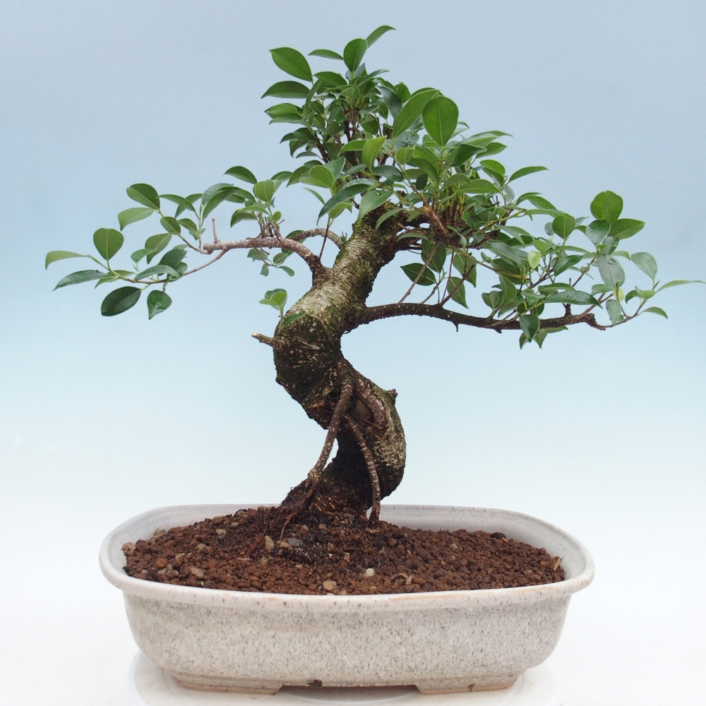 Room bonsai - Ficus retusa - small-leaved ficus