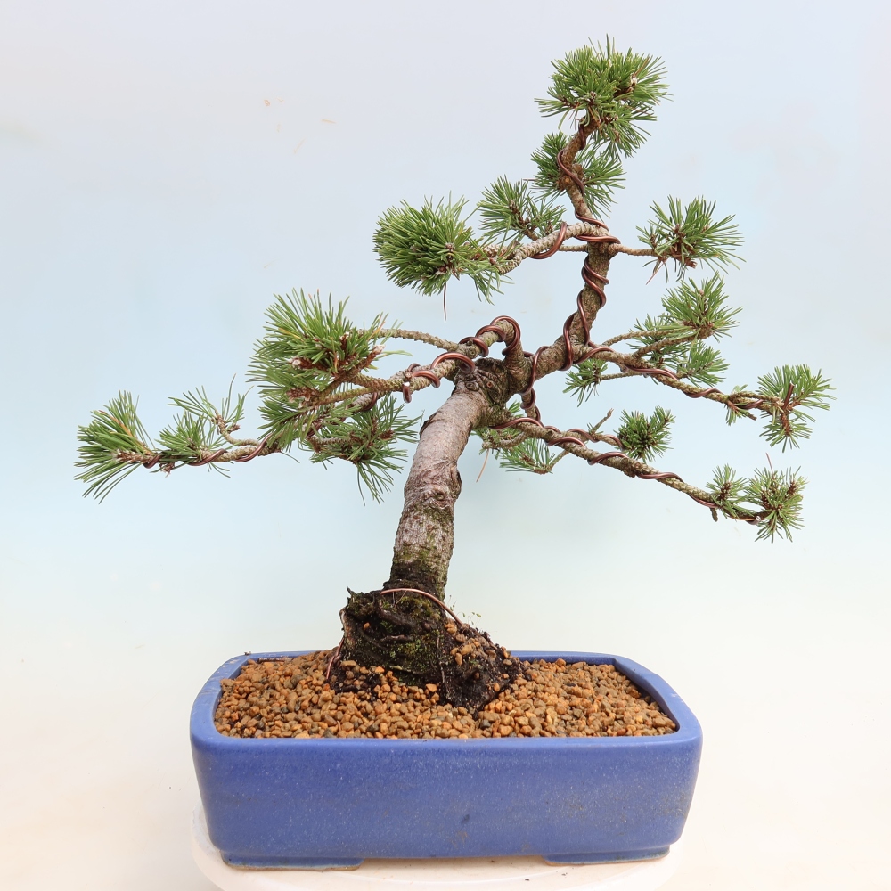 Outdoor Bonsai - Pinus mugo Humpy  - Mountain Pine