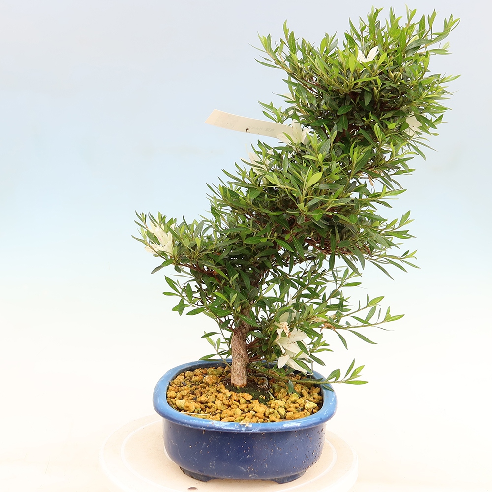 Outdoor bonsai - Japanese Azalea - Azalea Hakurin
